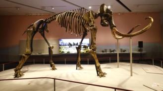 CaixaForum viaja a la Edad de Hielo a trabés de la historia de los mamut