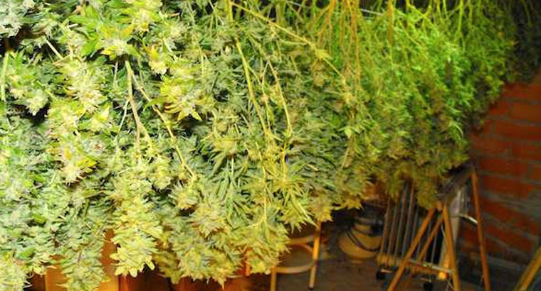 432 plantas de marihuana requisadas en el garaje de un chalé