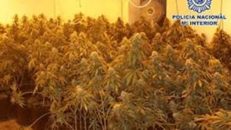 Intervenidas 17.000 plantas de marihuana en naves industriales