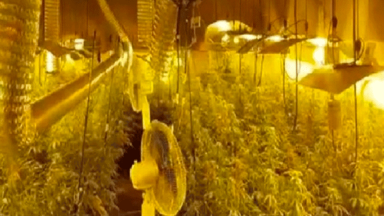 5 detenidos por cultivar 2.000 plantas de marihuana y robar electricidad