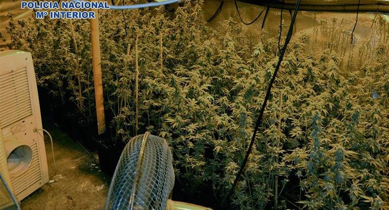 Incautadas 590 plantas de marihuana en el garaje de un domicilio