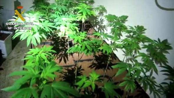 Queman un cultivo de 1.314 plantas de marihuana en Villarejo de Salvanés