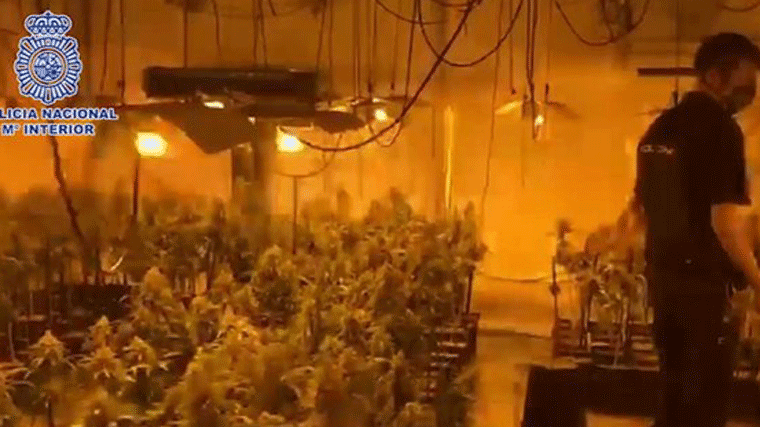 Desmantelada una finca con 2.000 plantas e marihuana en un poblado de Villa de Vallecas
