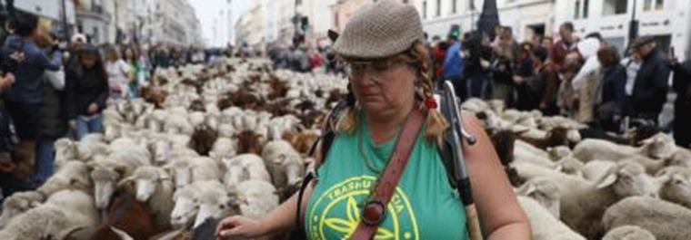 Más de mil ovejas y cabran nundan Madrid, pastoreadas por primera vez por una mujer