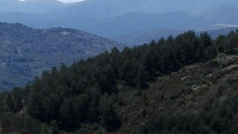 Los ecologistas denuncian la tala de 14.000 pinos en Montejo de la Sierra