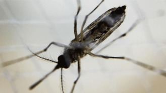 Madrid, primer caso de dengue por transmisión sexual de Europa