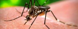 Cifran en 27 las personas afectadas por Zika en Madrid