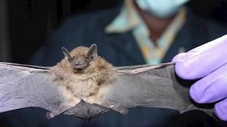 Sanidad confirma que los murciélagos son el origen reservorio del coronavirus