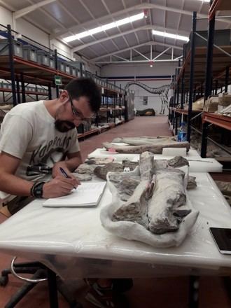 Investigación revela el tiempo de exposición de dinosaurios en Lo Hueco antes de su fosilización