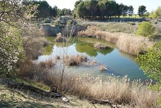 Subvenciones para proyectos de medio ambiente y protección animal en Getafe