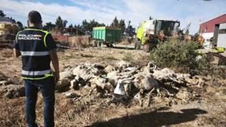 Detenido en Parla un hombre por matar a 50 ovejas y maltratar a decenas más