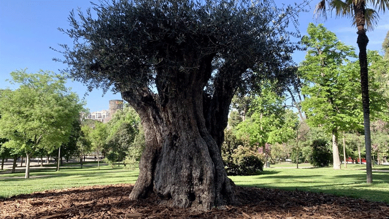 Un olivo de 127 años, 5 toneladas y 3 metros se convierte en el más longevo de El Retiro