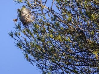 Campaña gratuita para el control de la procesionaria en árboles locales
