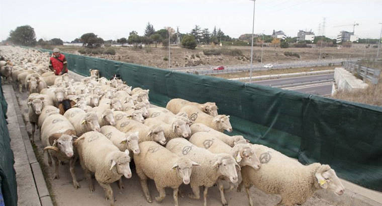 Las `ovejas bombero´estarán hasta el verano para prevenir incendios