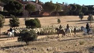 Las `ovejas bombero´ pastan ya en la MIlagrosa para previnir los incendios