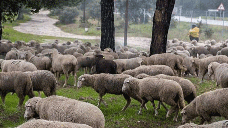 Un rebaño de 600 ovejas pasta toda esta semana en la Casa de Campo