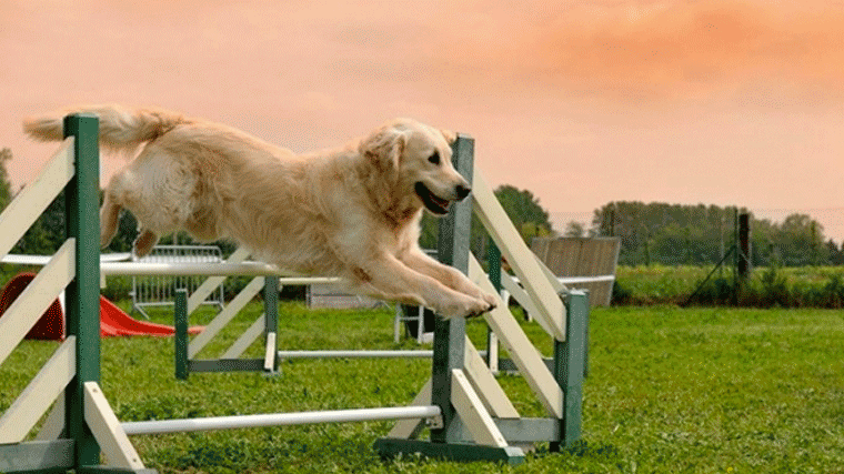 El nuevo parque canino que estará ubicado en el Nuevo Tres Cantos