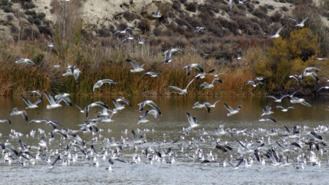 30 años del Parque Regional del Sureste: 120 especies autóctonas, pasa por 16 municipios y conecta con Arco Verde