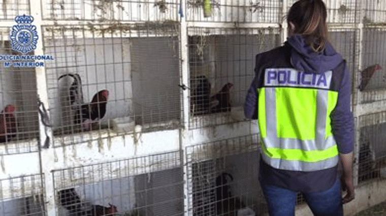 Cae una banda que distribuía cocaína y organizaba peleas ilegales de gallos