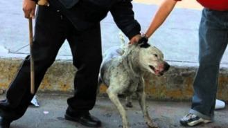 Aprobada la Ley de Protección Animal con penas de hasta dos años por maltrato