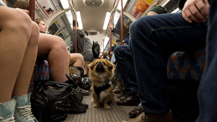 Los madrileños pueden viajar en Metro con sus perros desde este miércoles