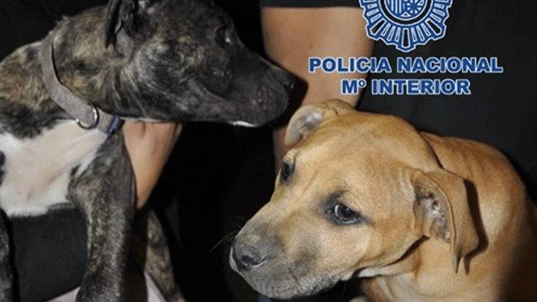 Cae una red de peleas ilegales de perros en Madrid, Alicante y Murcia