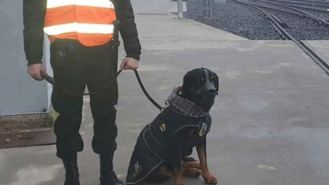 Metro refuerza el servicio de vigilancia con perros para evitar vandalismo en los depositos y cocheras