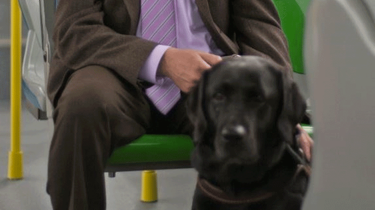 Los perros podrán subir a pie a los autobuses de la EMT con correa y bozal