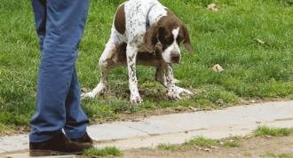 La policía local multa a 165 dueños de perros en dos meses