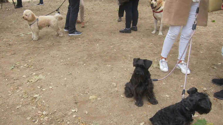 Vecinos de San Chinarro alertan del envenenamiento de perros en un parques de la zona
