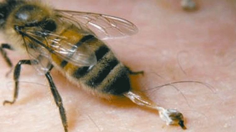 Un ciclista de 40 años en estado grave tras varias picaduras de abjea