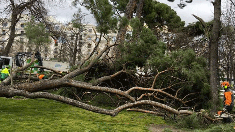 Archivada la causa del niño muerto por la caída de un árbol en El Retiro al no apreciar delito