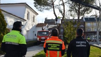 El Ayuntamiento tala dos pinos afectados por la ciclogenesis Hugo