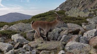TSJM anula parcialmente el Plan Rector del Parque de la Sierra de Guadarrama