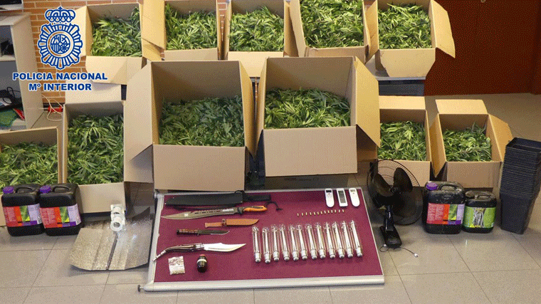 Desmantelada una plantación de marihuana con 600 plantas en un chalet de lujo de Hortaleza