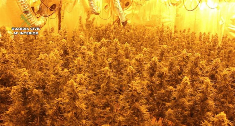 Dos detenidos por tener 1.800 plantas de marihuana en un chalet 