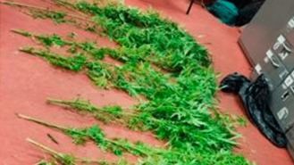 Dos detenidos por tener en su domicilio una plantación ilegal con 1.300 plantas de cannabis