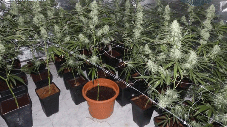 Dos detenidos por constuir en un falso techo un laboratorio con 200 plantas de marihuana