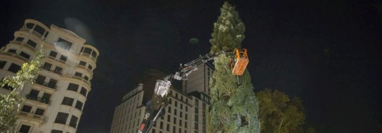 Llega a la Plaza de España el abeto de 18 m que 'iluminará la Navidad'