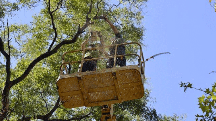 Piden más operarios para podar los árboles tras la muerte de un hombre por una rama