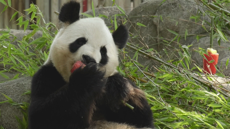 Zoo de Madrid activa mecanismos contra el calor y repartirá polos y dará duchas refrescantes a los animales