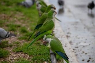 Estudio revela el método menos estresante para controlar aves invasoras