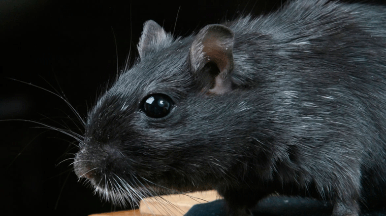 Madrid cuenta con 10 focos de rata negra controlados y que no suponen una plaga