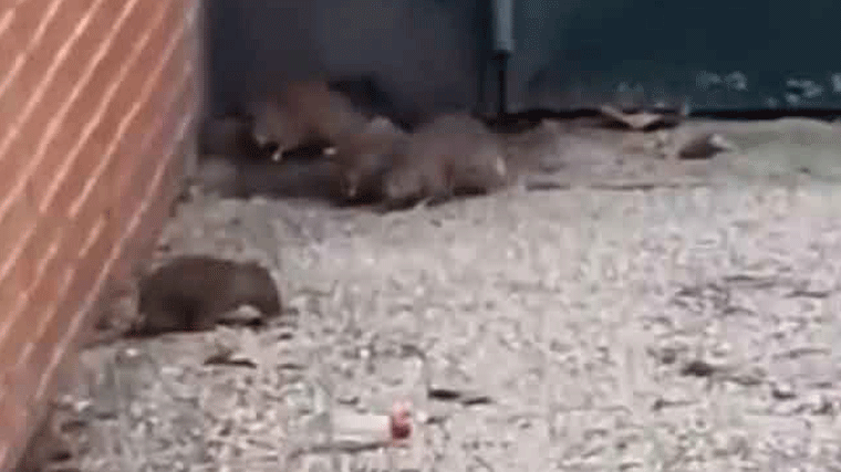 Vecinos de La Alhóndiga alertan de una 'plaga' de ratas junto a un parque infantil
