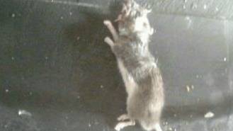 El PP denuncia la presencia de ratas en viviendas de cercanas a la calle María Santos