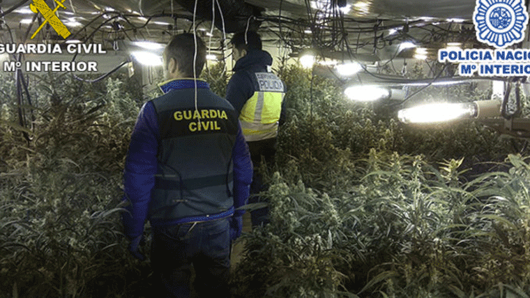 22 detenidos de una red china dedicada al cultivo de marihuana