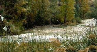 Analizan el agua del Henares ante la muerte de decenas de peces