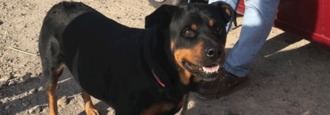 Muere el anciano atacado por tres rottweiler en la carretera de Villaverde