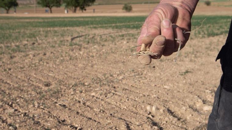 El Gobierno rebaja el 25% del IRPF a agricultores y ganadores por la sequía