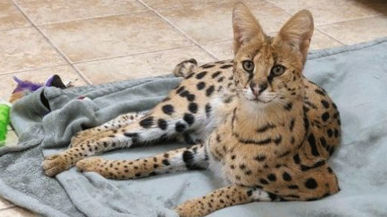 Localizan un serval africano, un felino prohibidoen Madrid, en una casa de Hortaleza
